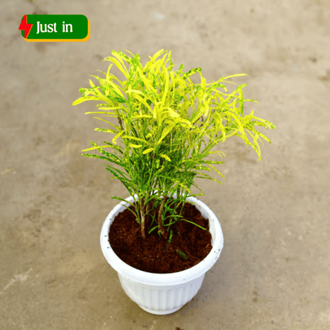 Chironji Croton in 8 Inch White Olive Plastic Pot