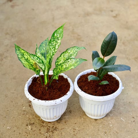 Set of 2 - Aglaonema Snow White & Rubber Black in 8 Inch White Olive Plastic Pot