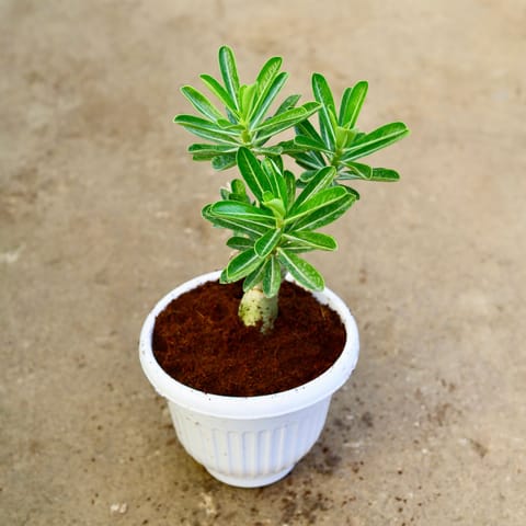 Adenium (any colour) in 10 Inch White Olive Plastic Pot