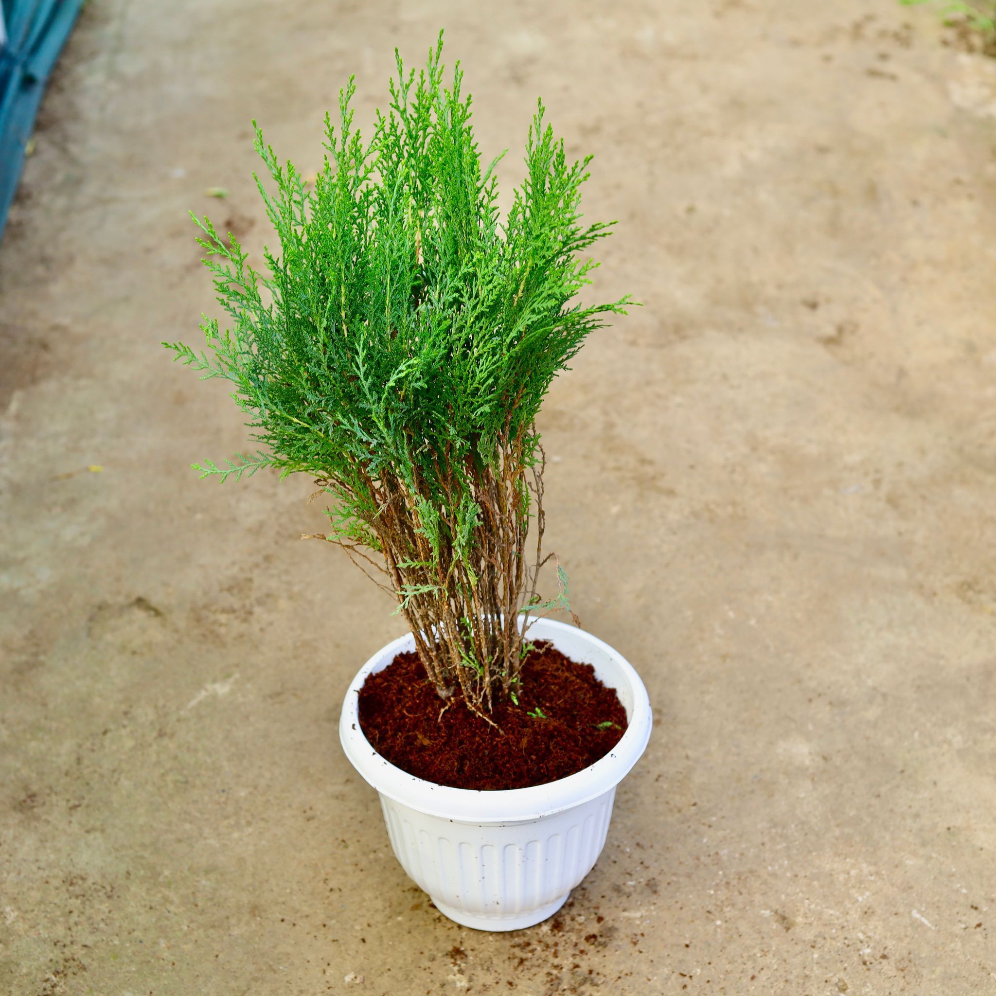 Morpankhi in 10 Inch White Olive Plastic Pot