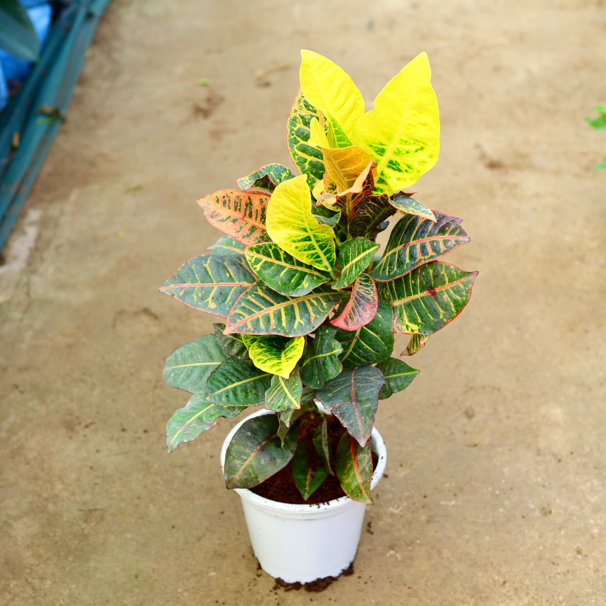 Croton Petra in 8 Inch White Nursery Pot