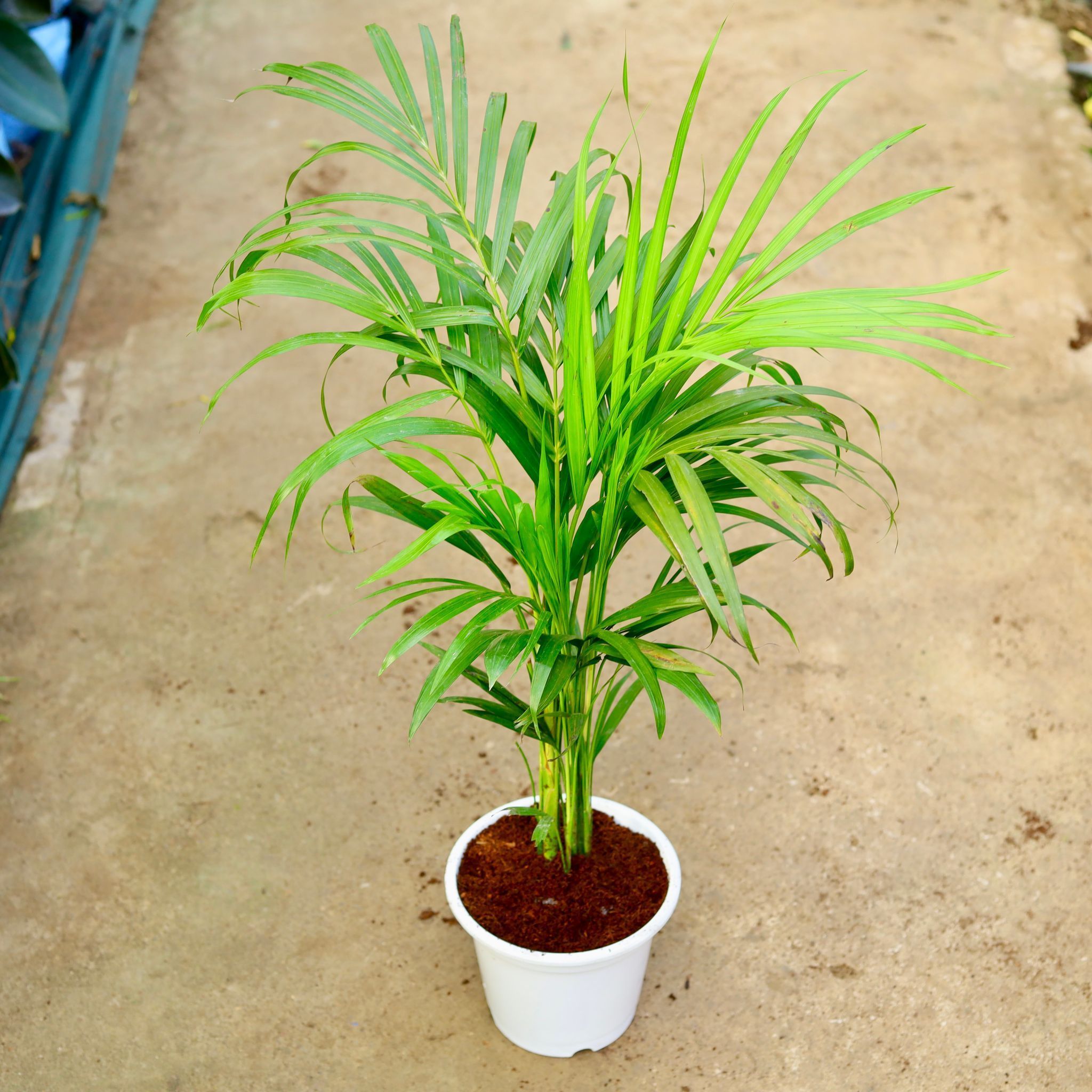 Areca Palm (~ 2 Ft) in 8 Inch White Nursery Pot