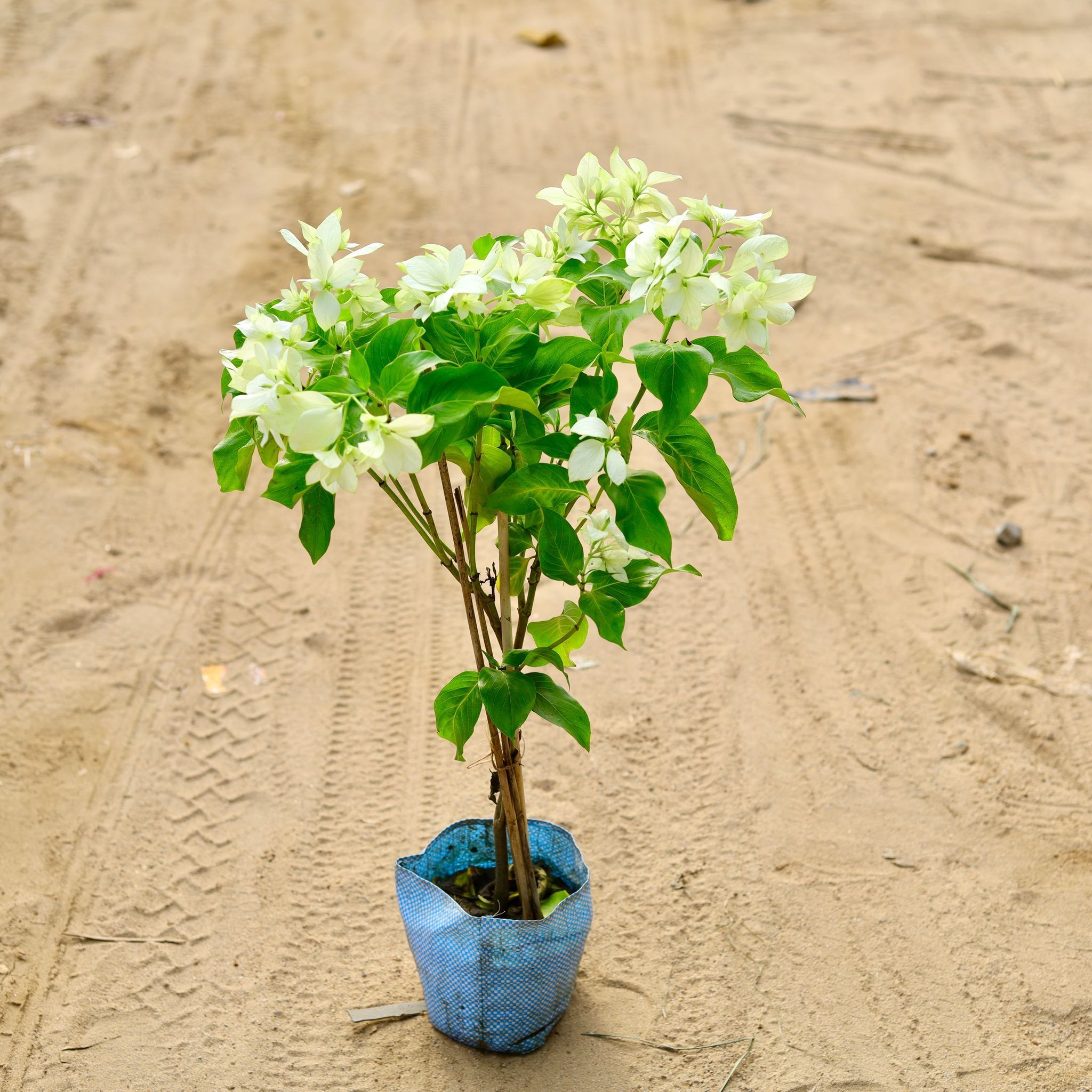 Mussaenda White in 7 Inch Nursery Bag