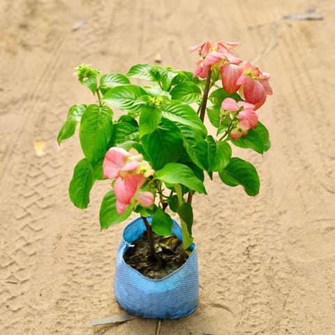 Mussaenda Pink in 7 Inch Nursery Bag