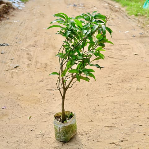 Mango all season in 10 Inch Nursery Bag