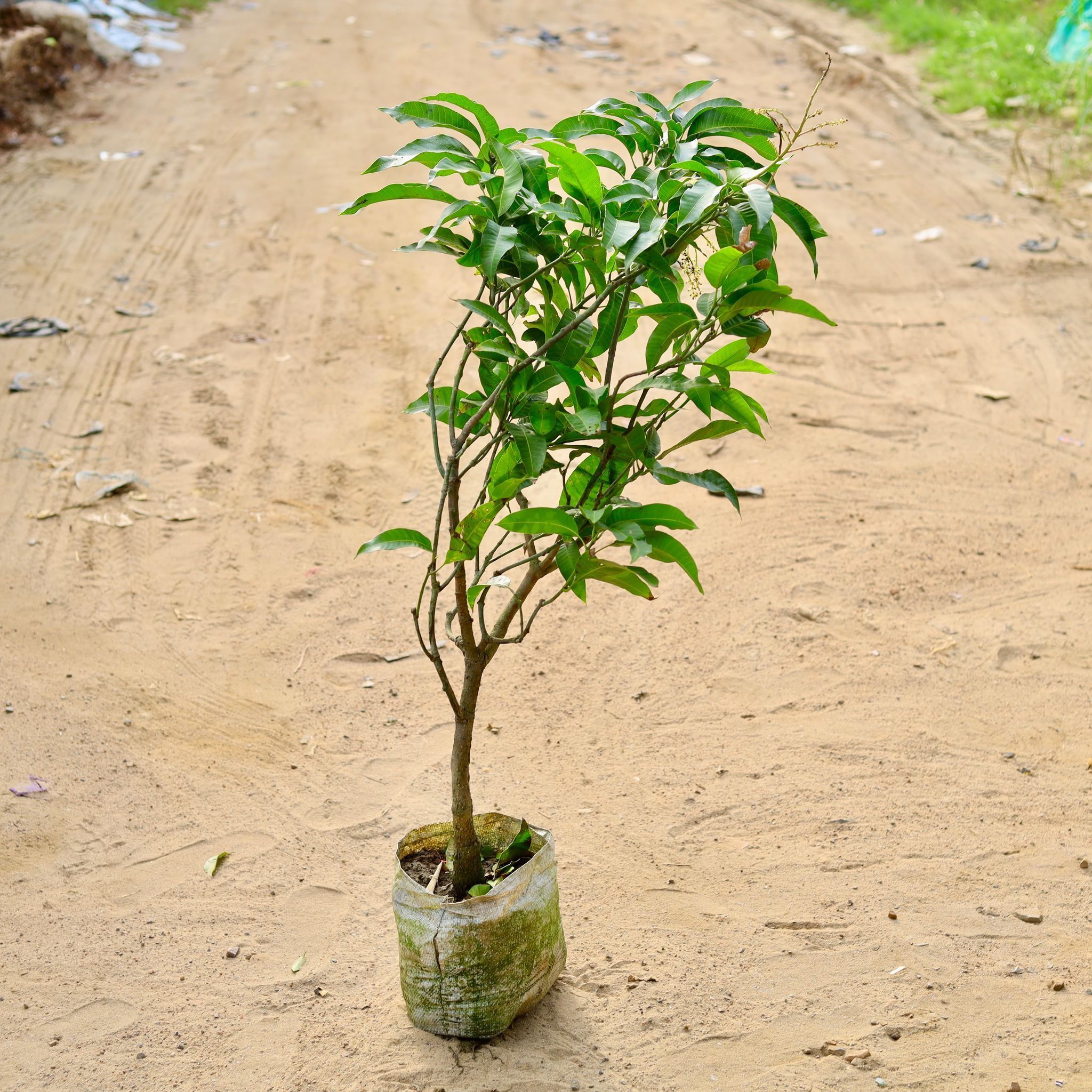 Mango all season in 10 Inch Nursery Bag