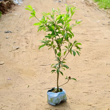 Buy Chiku / Sapodilla? in 10 Inch Nursery Bag Online | Urvann.com
