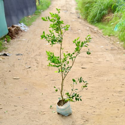 Buy Nimbu / Lemon Plant? in 10 Inch Nursery Bag Online | Urvann.com
