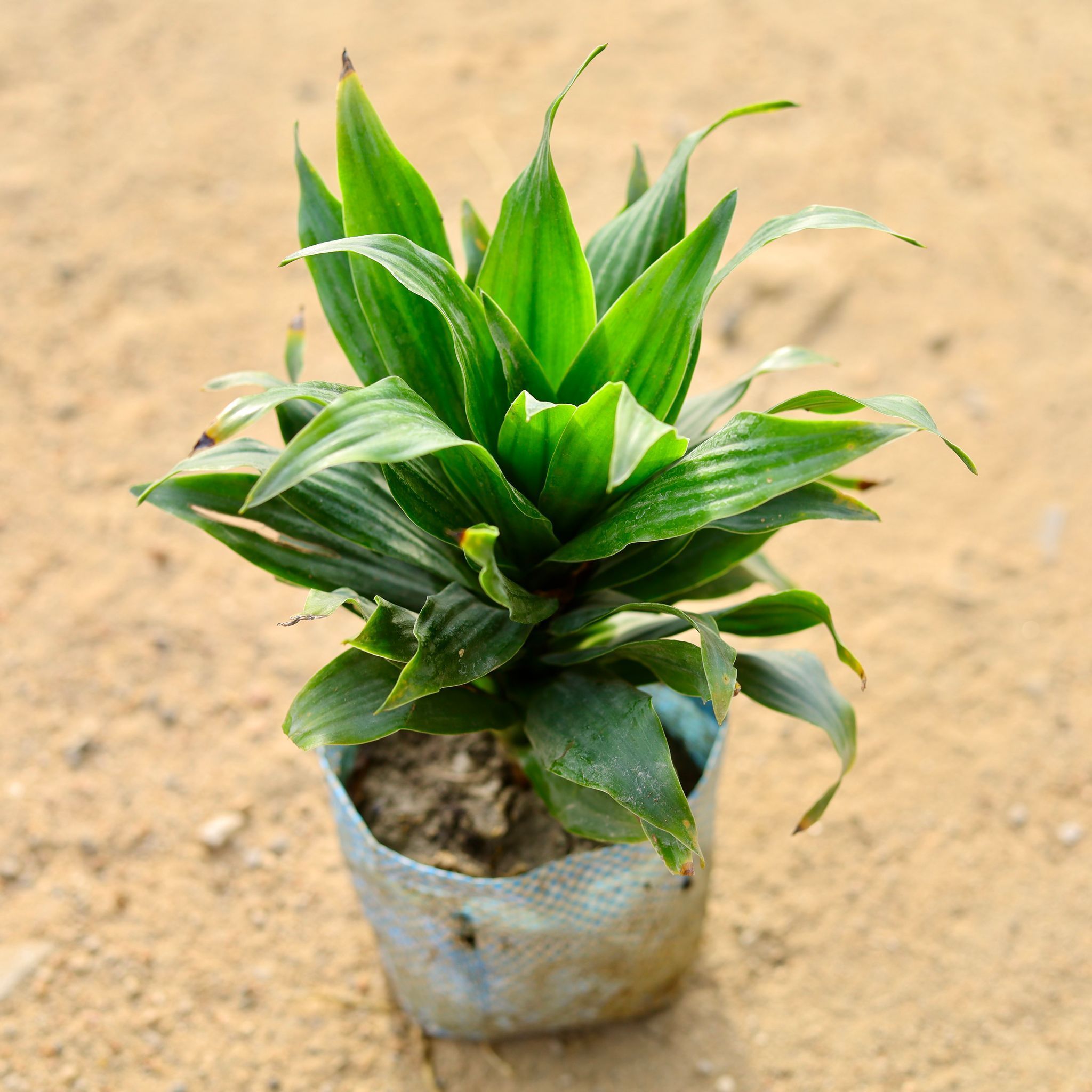 Dracaena Compacta in 4 Inch Nursery Bag