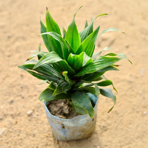 Dracaena Compacta in 4 Inch Nursery Bag
