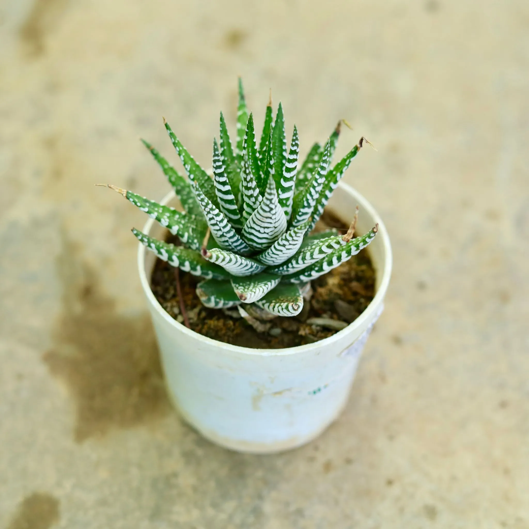 Haworthia Zebrina Succulent in 3 Inch Nursery Pot