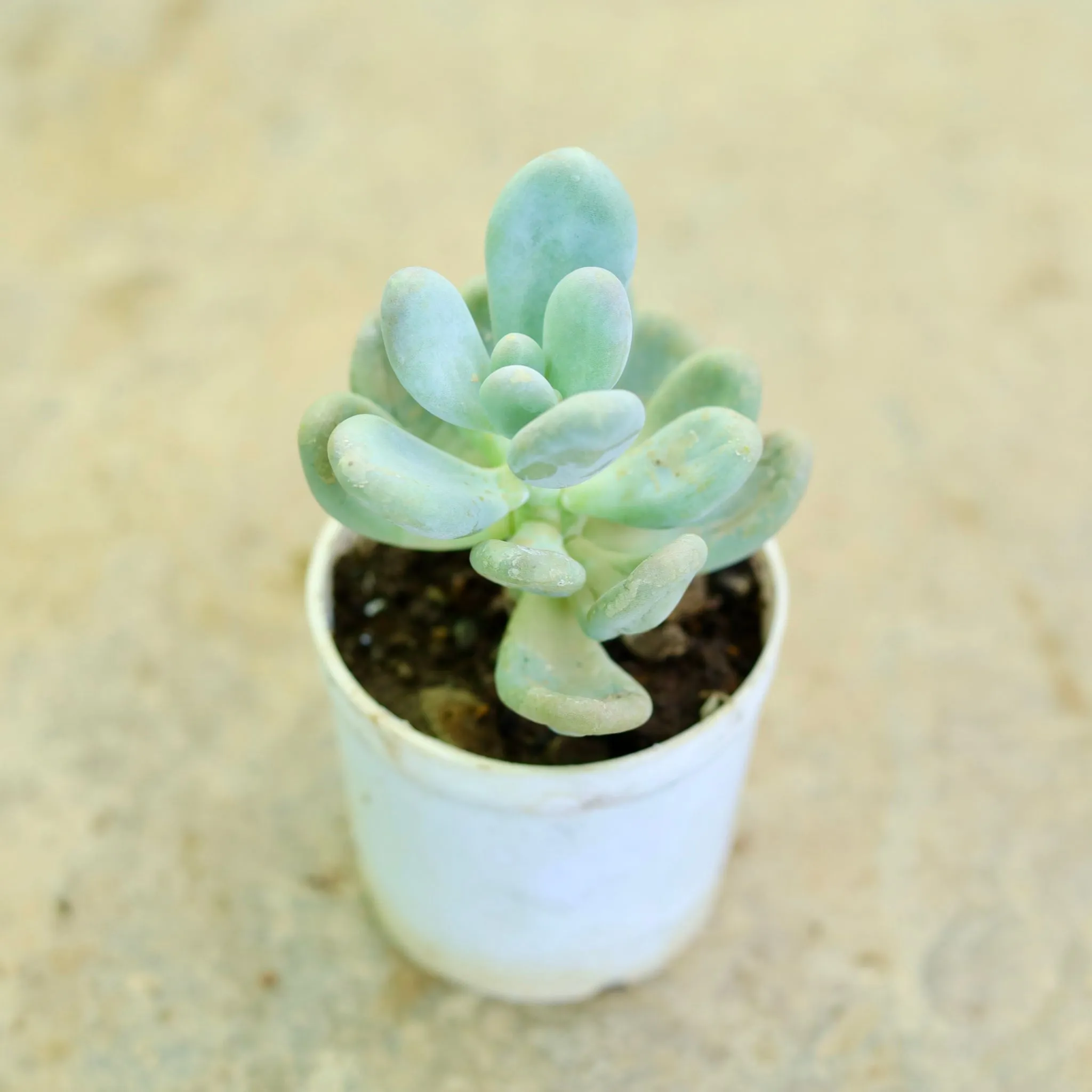 Moonstone Succulent in 3 Inch Nursery Pot