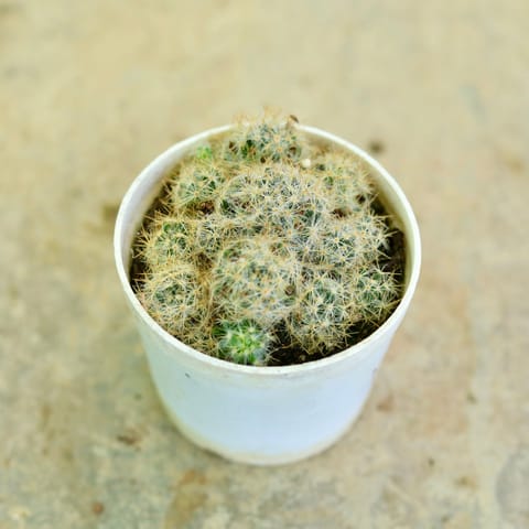 Cactus Mammillaria in 3 Inch Nursery Pot