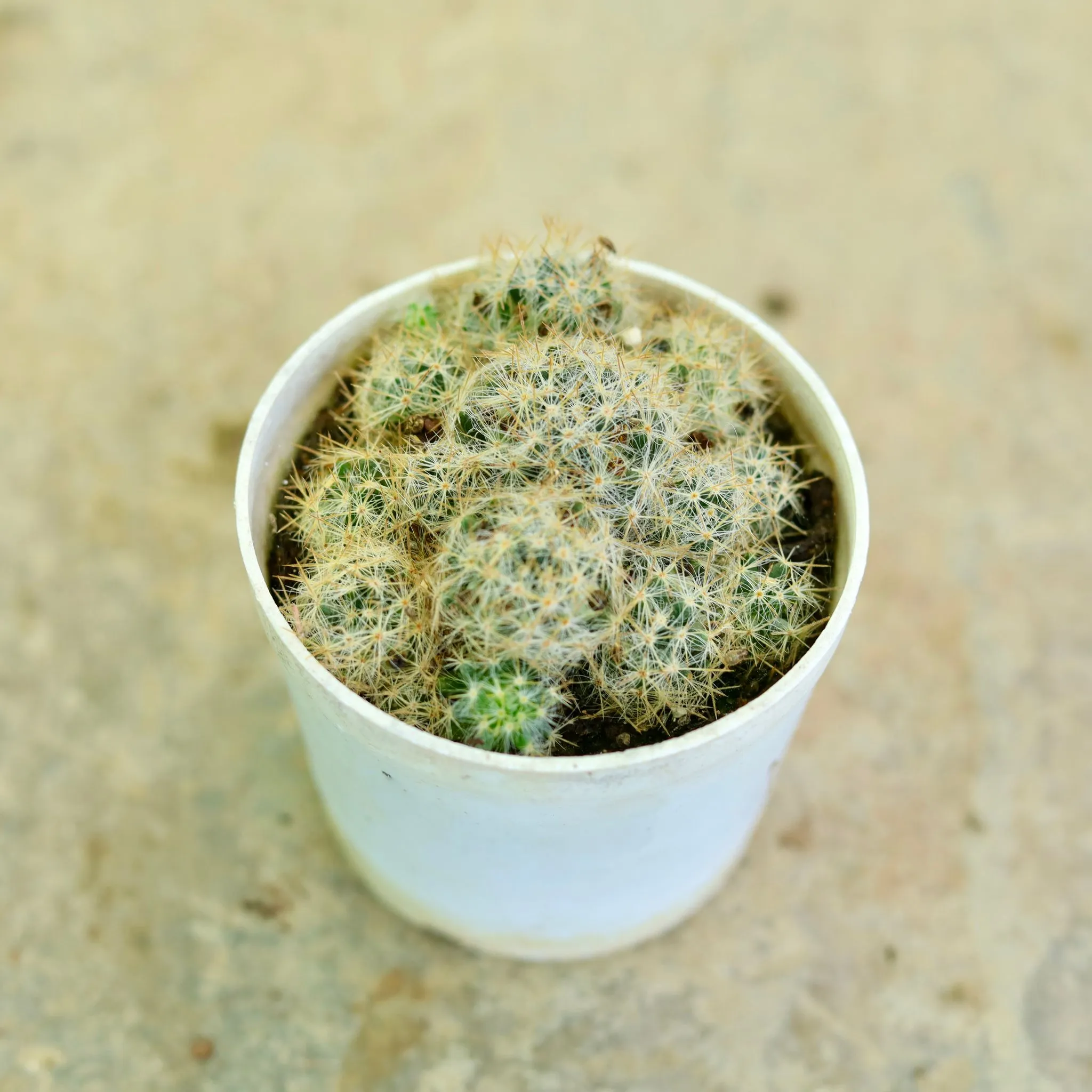 Cactus Mammillaria in 3 Inch Nursery Pot