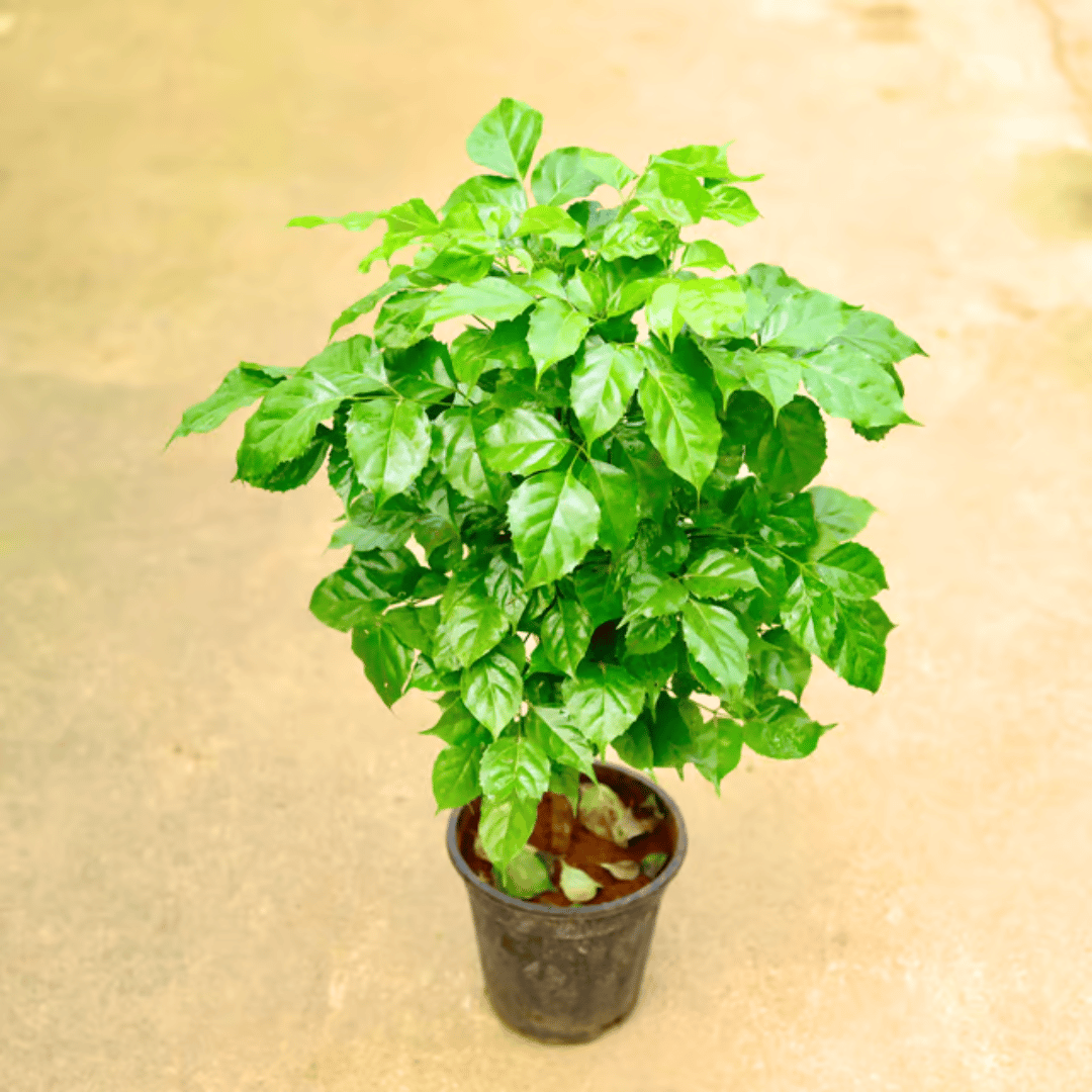 Radermachera / China Doll in 6 Inch Nursery Pot