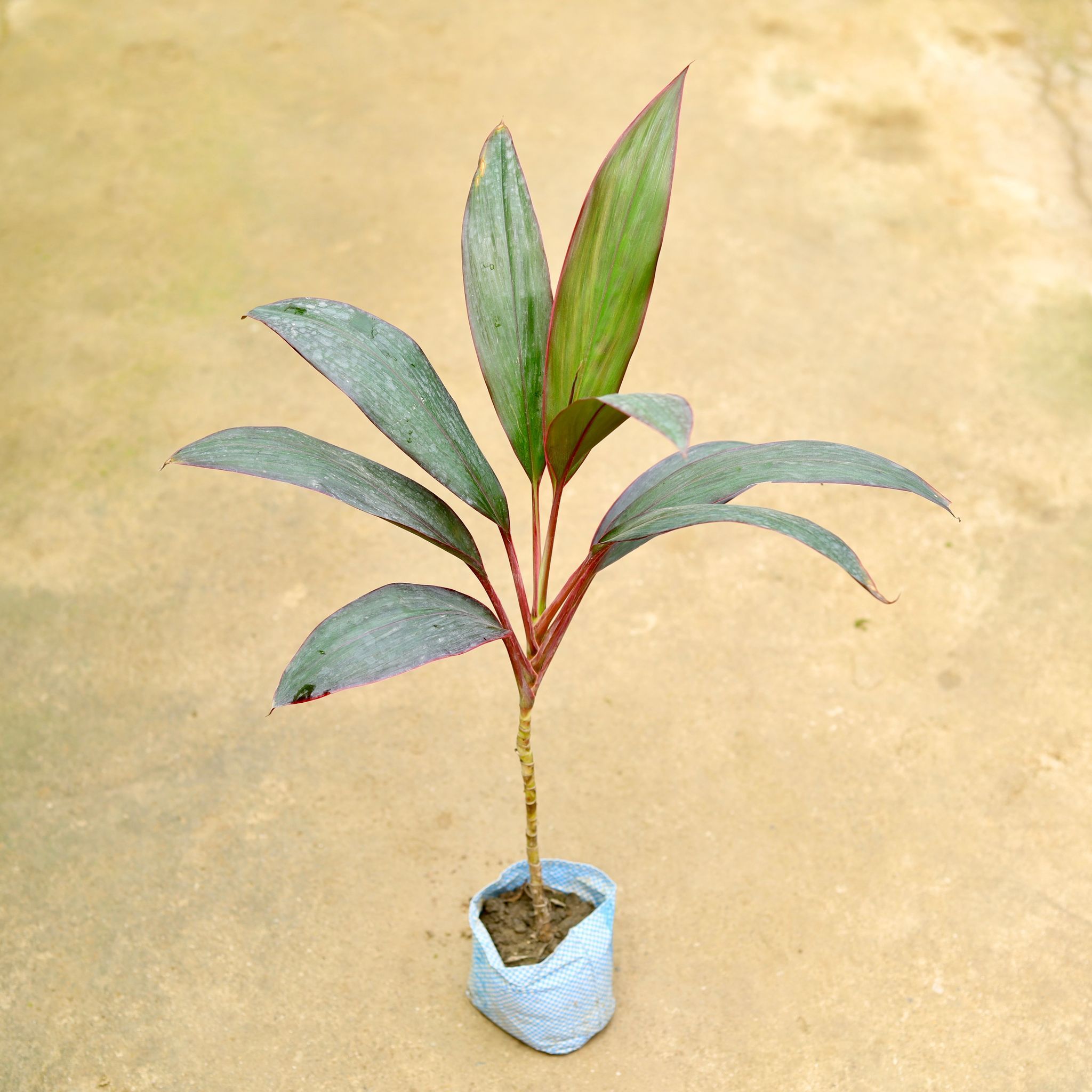 Dracaena Mahatma in 4 Inch Nursery Bag