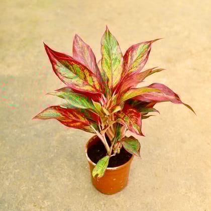 Buy Aglaonema Lipstick in 5 Inch Nursery Pot Online | Urvann.com