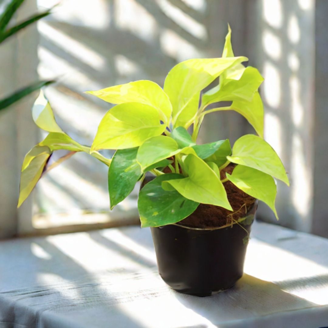 Air Purifying - Money Plant Golden in 4 Inch White Nursery Pot
