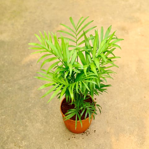 Chamaedorea Palm in 5 Inch Nursery Pot