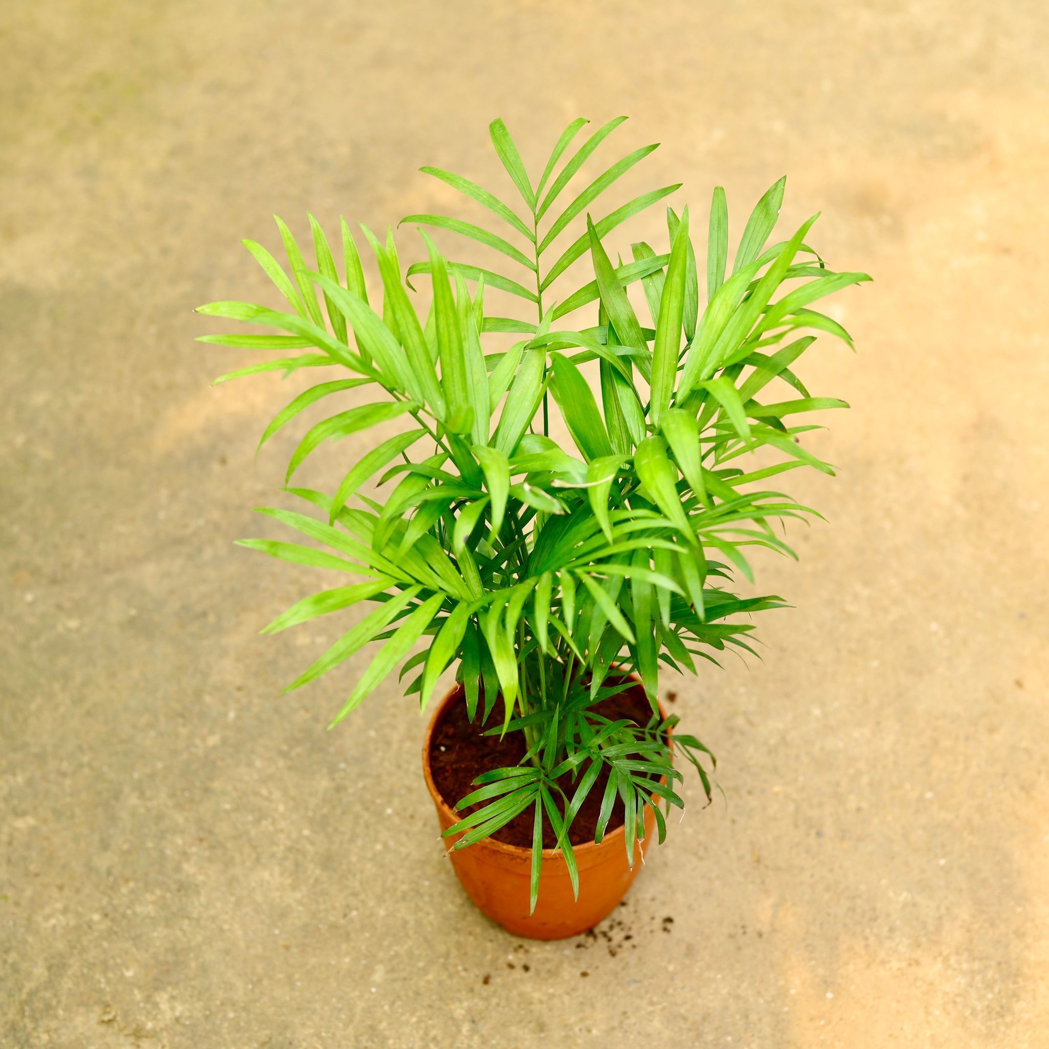 Chamaedorea Palm in 5 Inch Nursery Pot