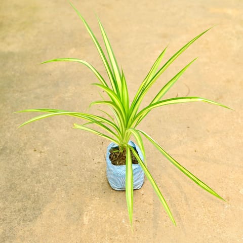 Pandanus / Screwpine in 4 Inch Nursery Bag