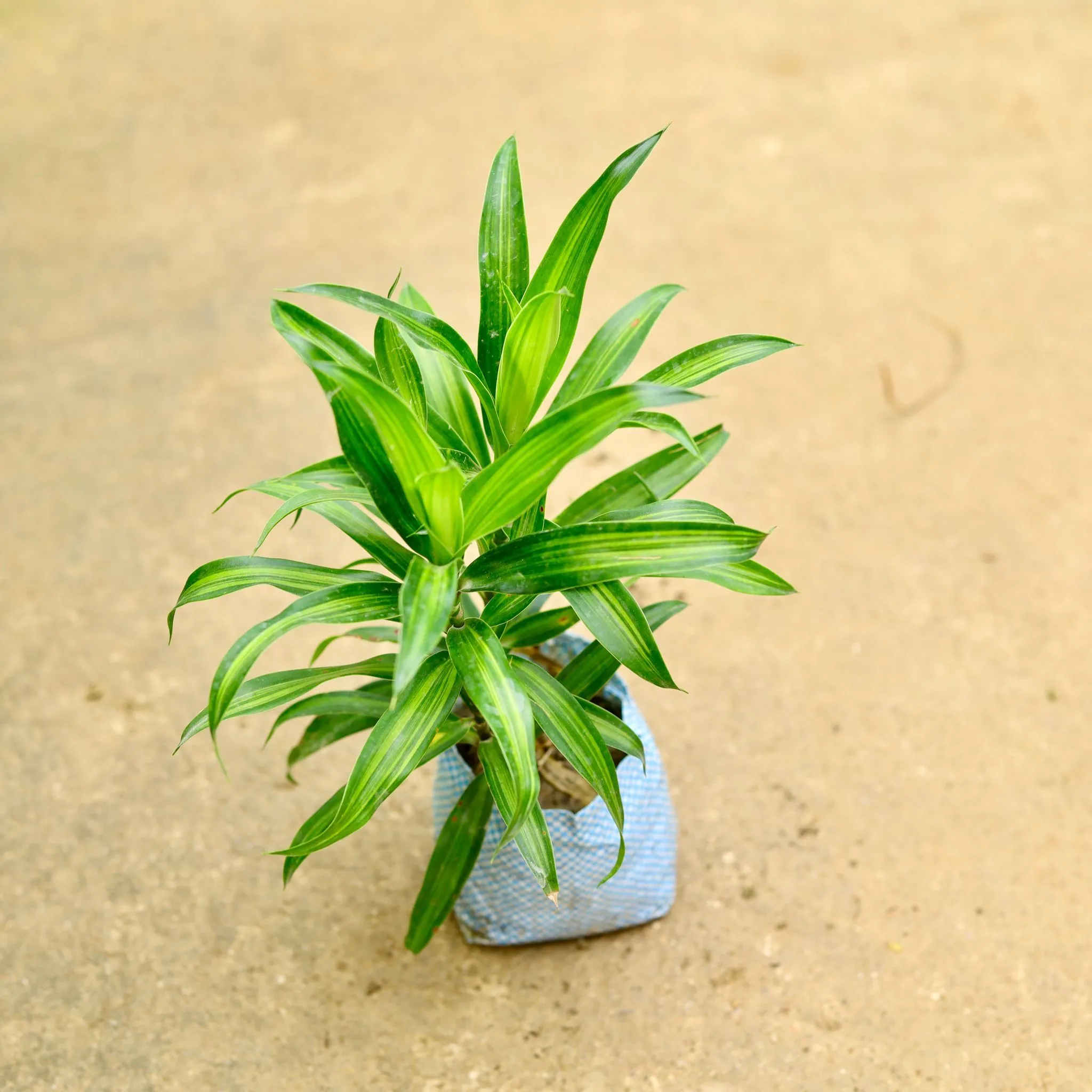 Dracaena Messenger in 4 Inch Nursery Bag