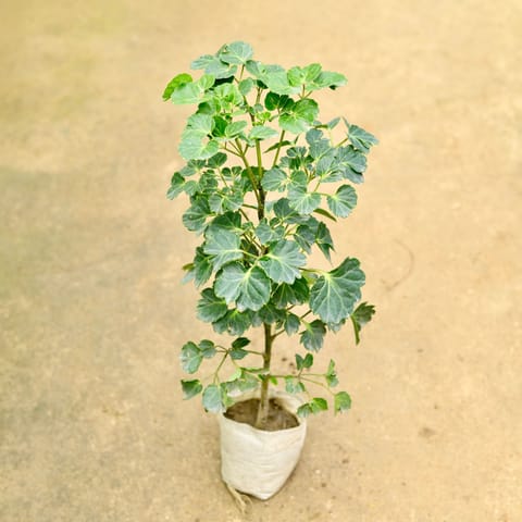 Aralia Apple Leaf in 4 Inch Nursery Bag