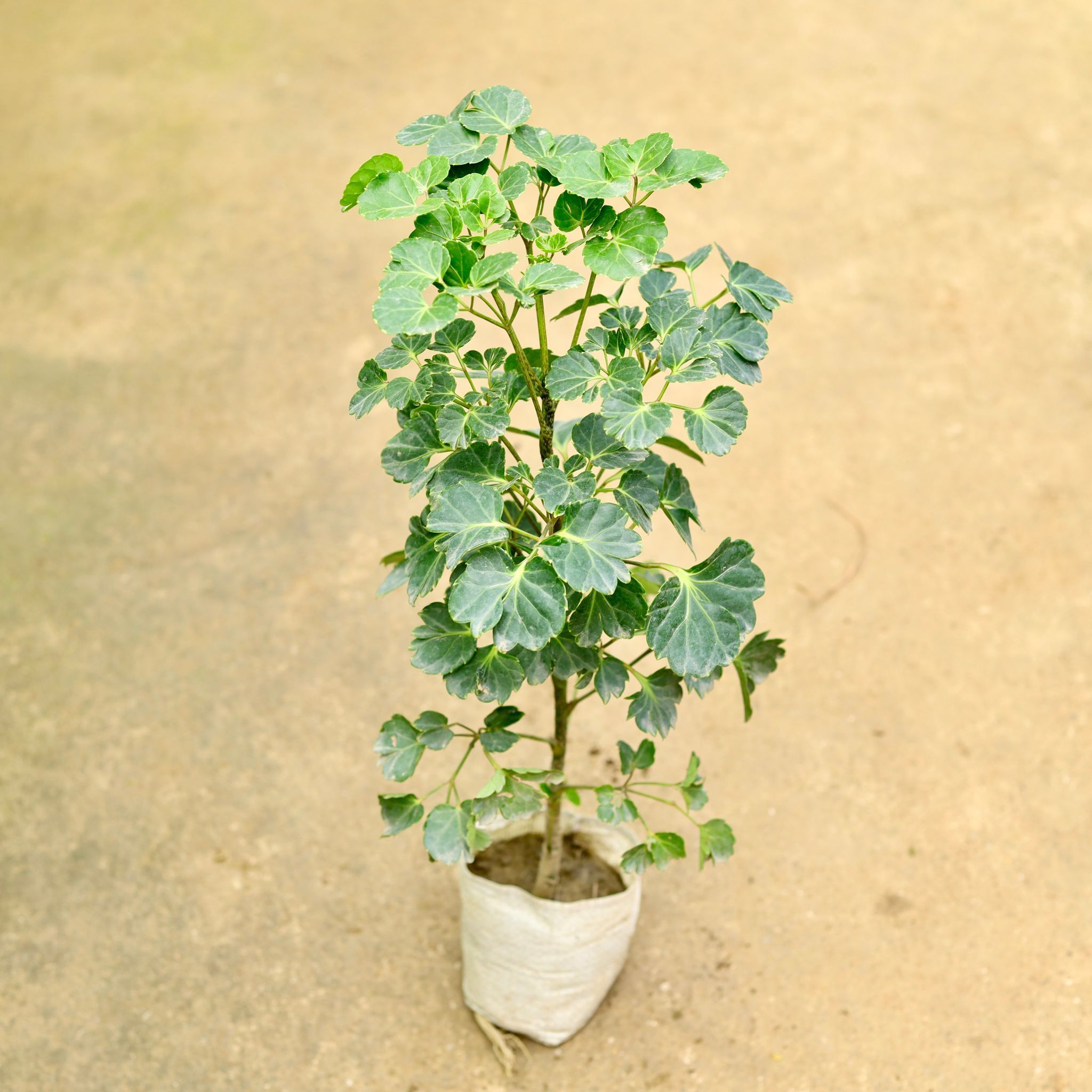 Aralia Apple Leaf in 4 Inch Nursery Bag