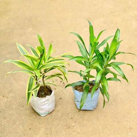 Set of 2 - Dracaena Messenger & Song of India in 4 Inch Nursery Bag