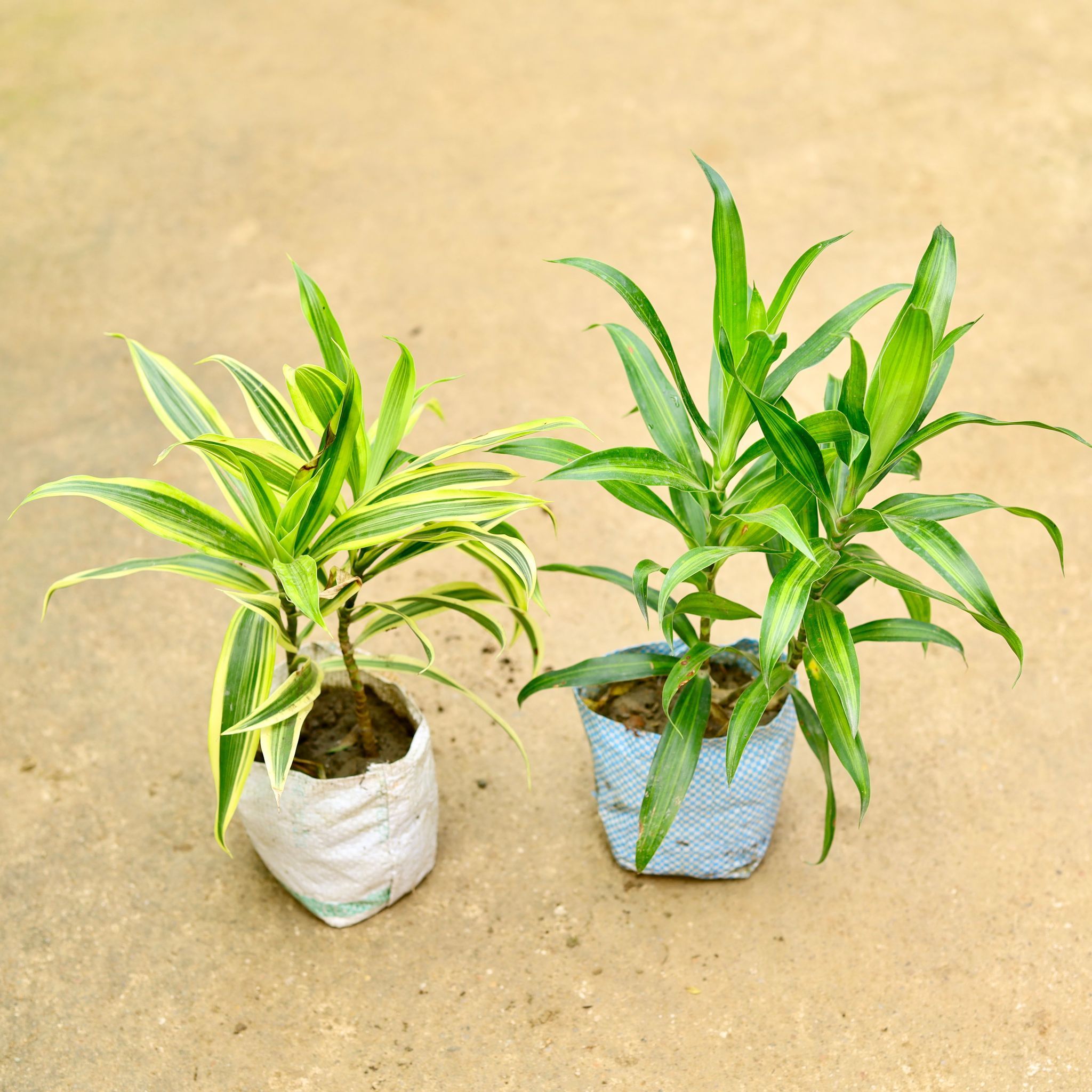 Set of 2 - Dracaena Messenger & Song of India in 4 Inch Nursery Bag