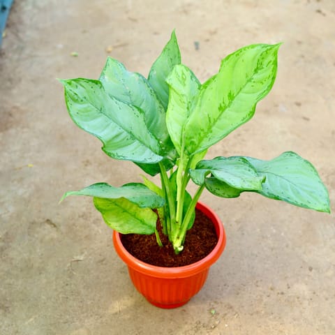 Air Purifying - Aglaonema Filipica in 10 Inch Terracotta Red Olive Plastic Pot