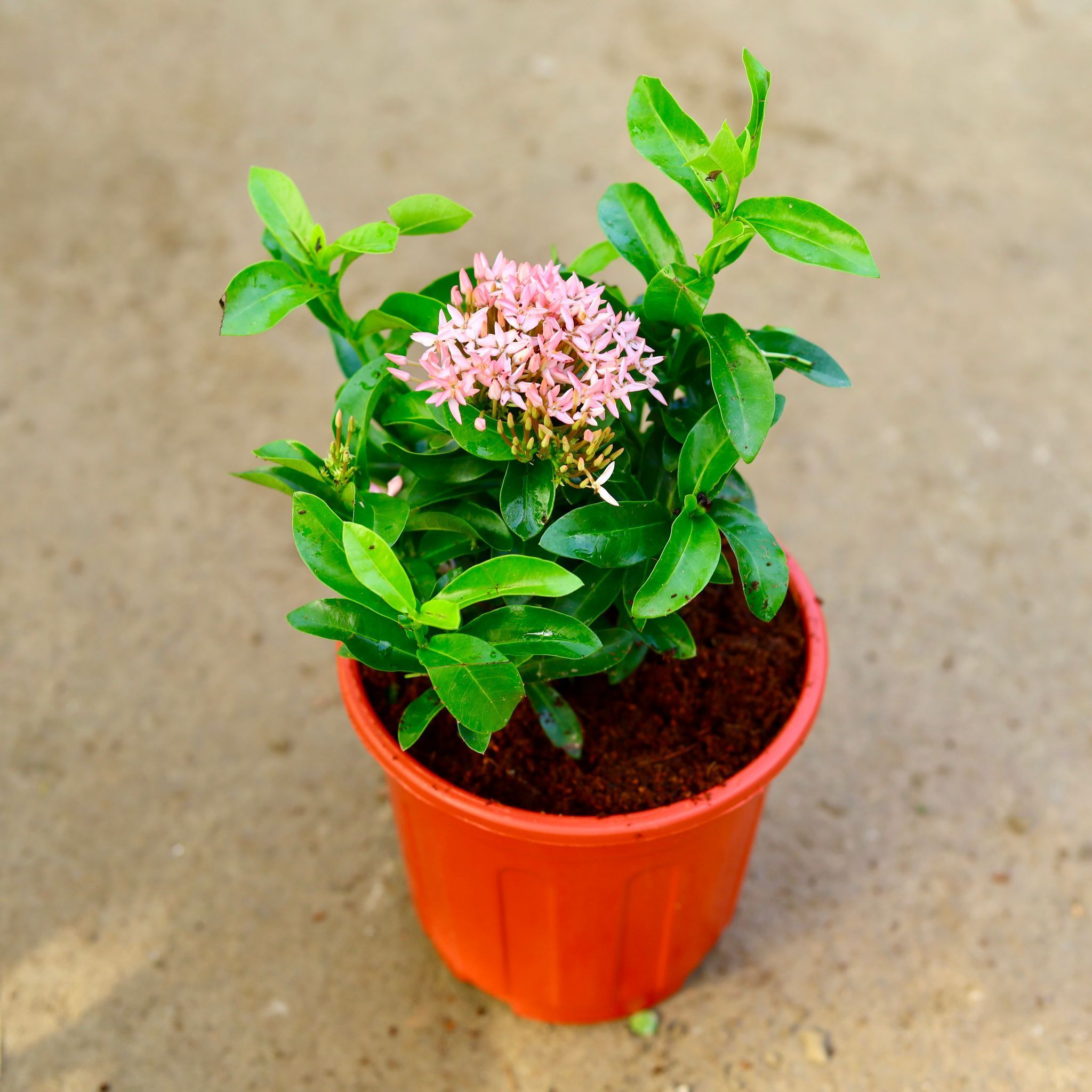 Ixora Pink Dwarf in 6 Inch Red Super Nursery Pot