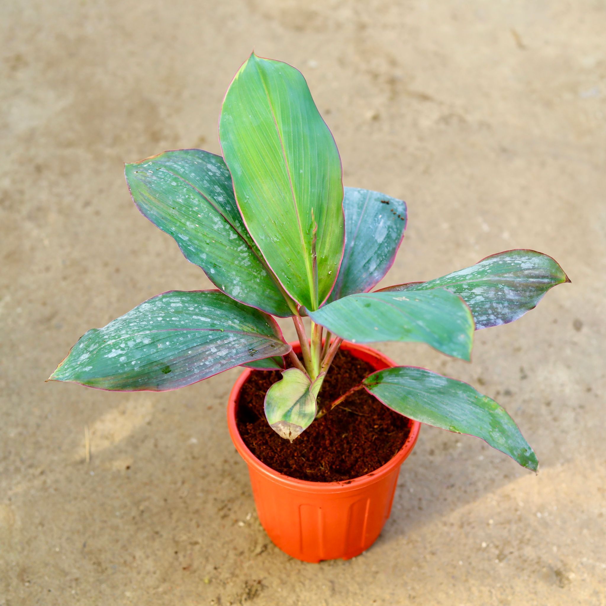 Dracaena Kedarnath in 6 Inch Red Super Nursery Pot