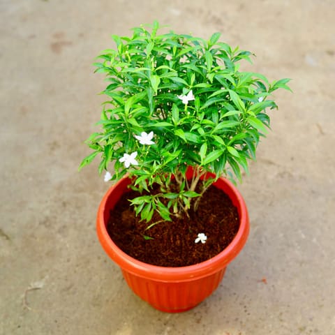 Chandni Dwarf White in 10 Inch Terracotta Red Olive Plastic Pot
