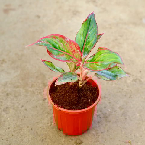 Aglaonema Lipstick in 6 Inch Red Super Nursery Pot