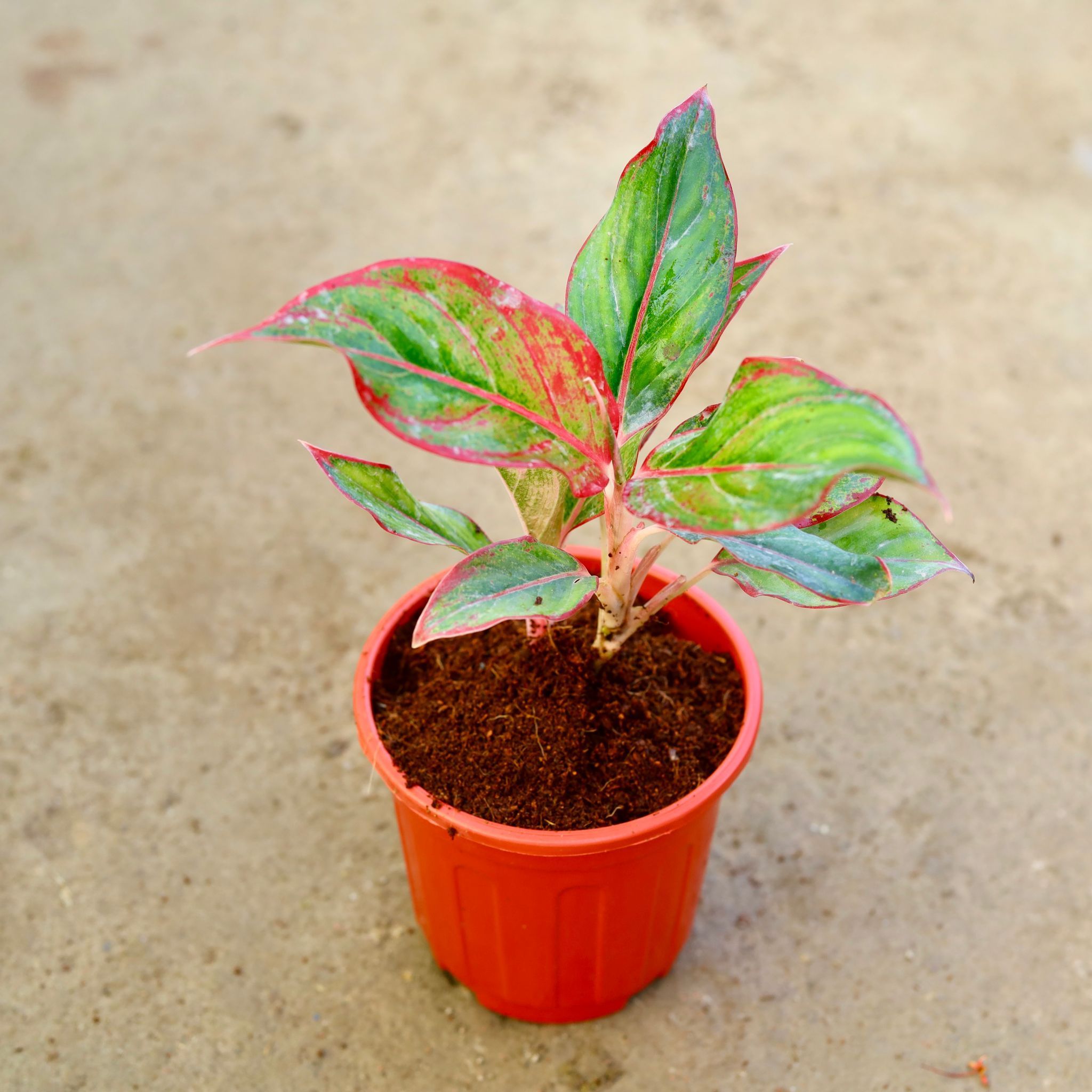 Aglaonema Lipstick in 6 Inch Red Super Nursery Pot