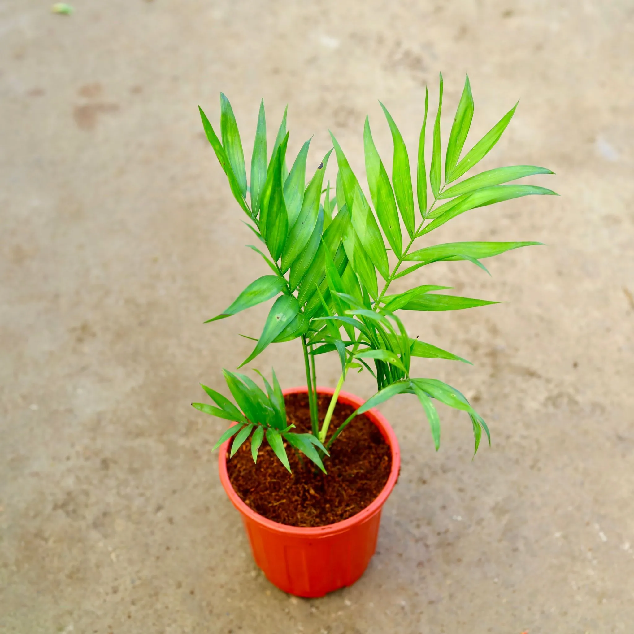 Chameadorea Palm in 6 Inch Red Super Nursery Pot