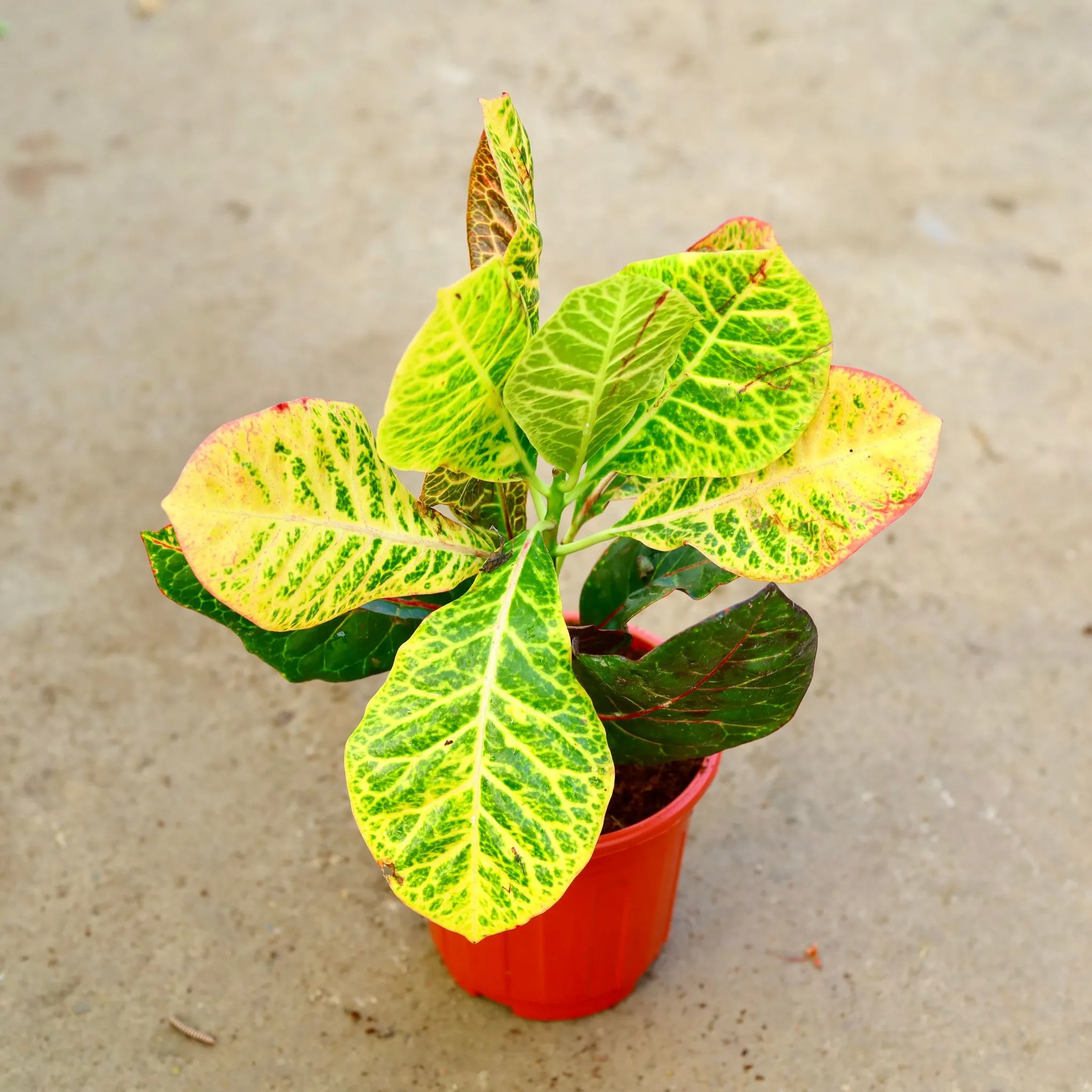 Croton Petra in 6 Inch Red Super Nursery Pot