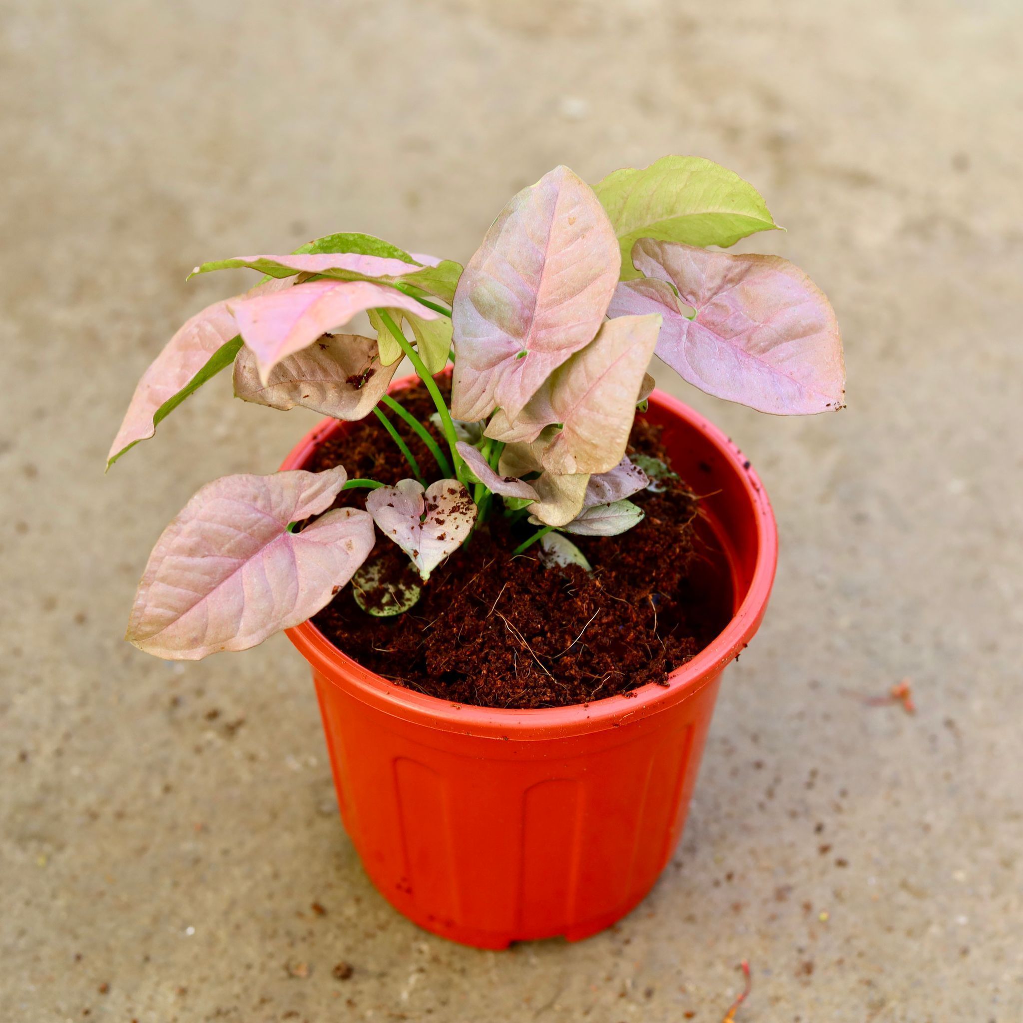 Syngonium Pink in 6 Inch Red Super Nursery Pot