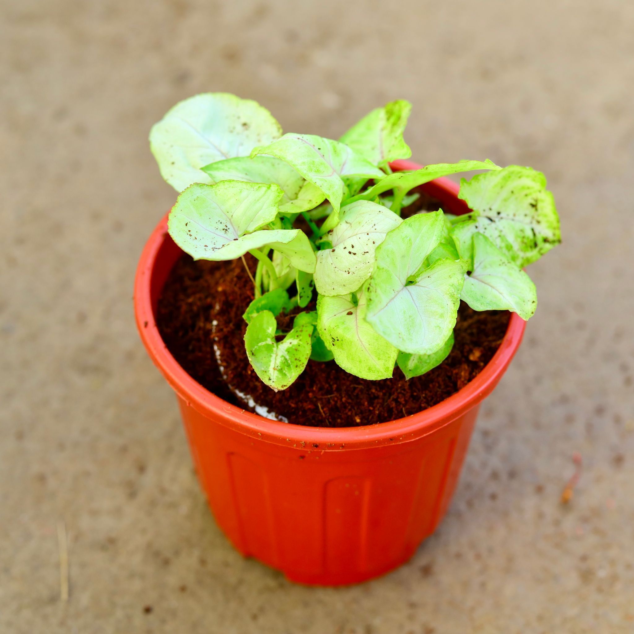Air Purifying - Syngonium Golden in 6 Inch Red Super Nursery Pot
