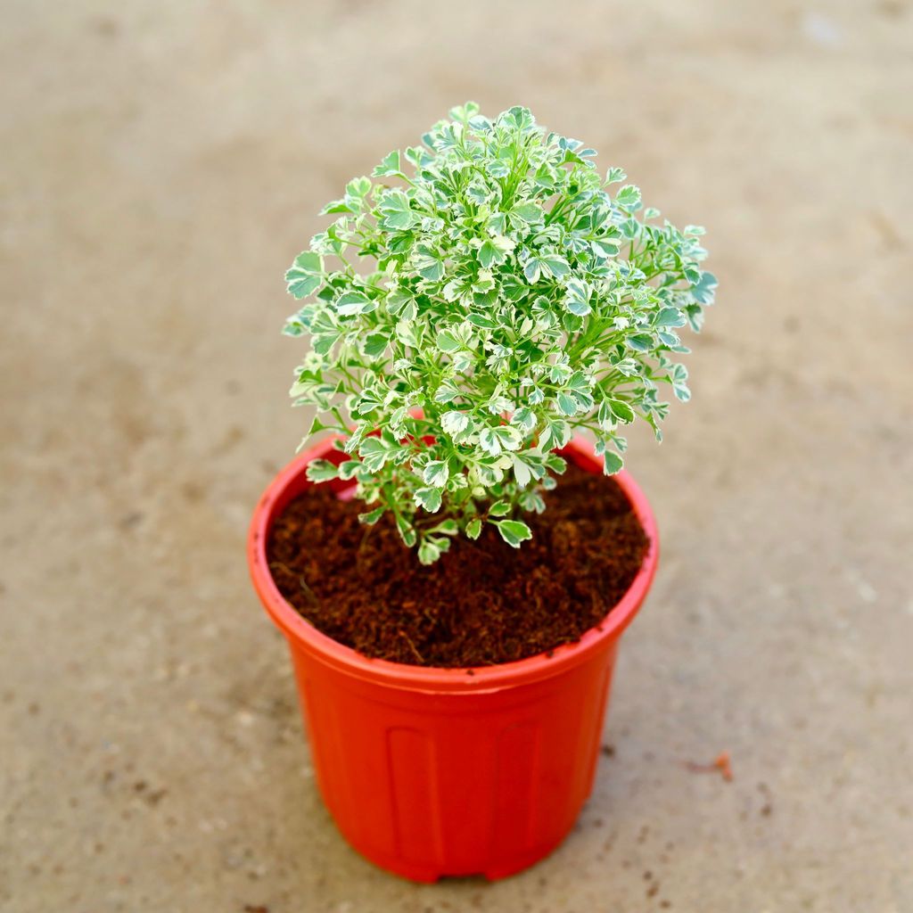 Buy Aralia White in 6 Inch Red Super Nursery Pot Online | Urvann.com Aralia White in 6 Inch Red Super Nursery Pot