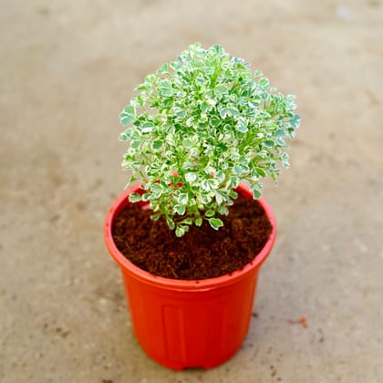 Buy Aralia White in 6 Inch Red Super Nursery Pot Online | Urvann.com