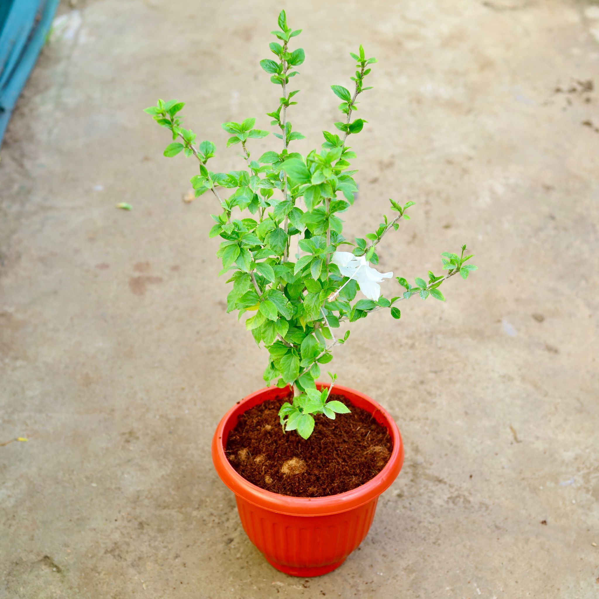 Hibiscus White in 10 Inch Terracotta Red Olive Plastic Pot
