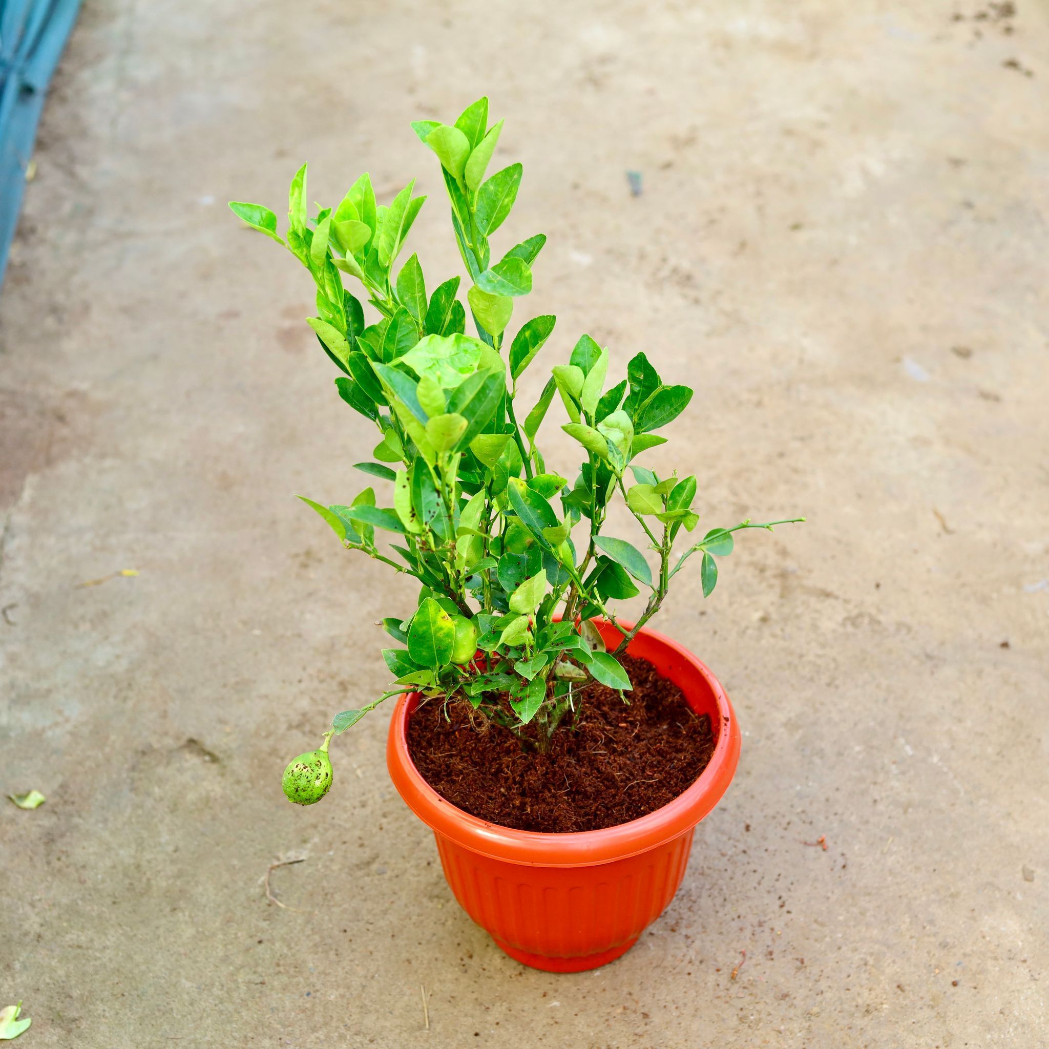 Nimbu / Lemon Plant in 10 Inch Terracotta Red Olive Plastic Pot