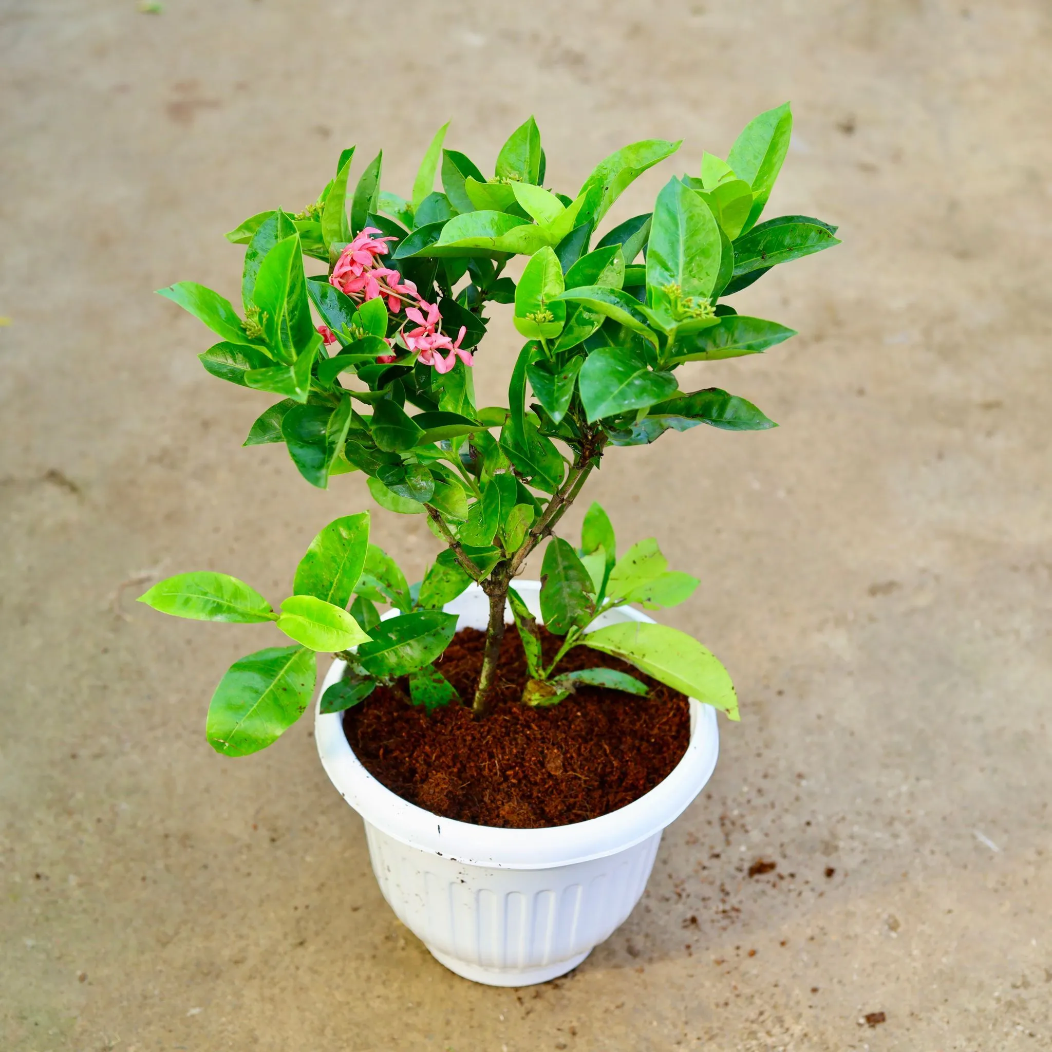 Ixora Pink in 10 Inch White Olive Plastic Pot