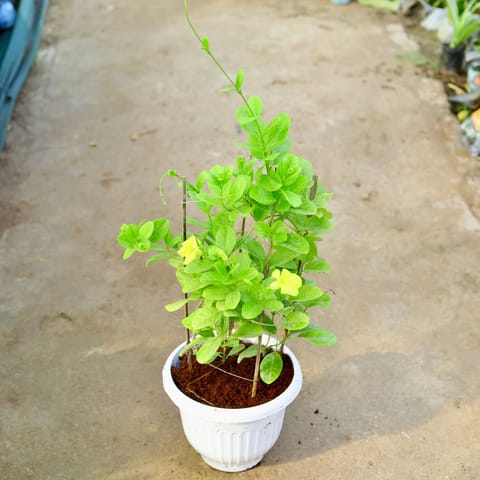 Allamanda (any colour) in 10 Inch White Olive Plastic Pot