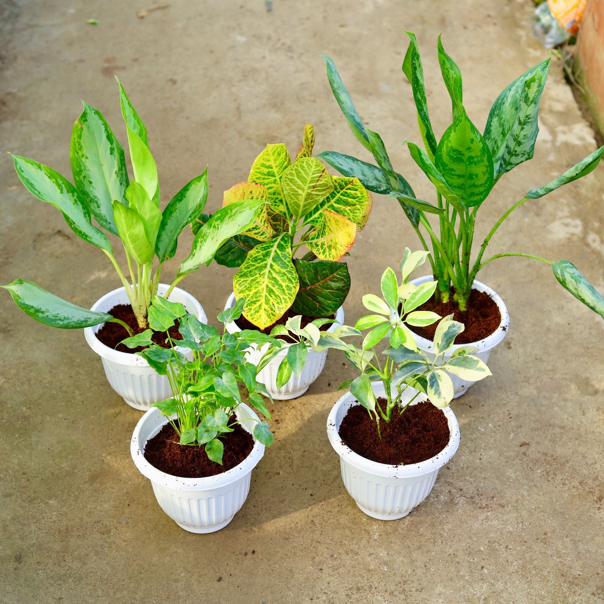 Set of 5 - Aglaonema Broad Leaf, Aglaonema Jungle Parrot, Croton Petra, Xanadu Green & Schefflera High Colour in 8 Inch White Olive Plastic Pot