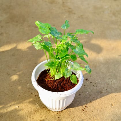 Buy Xanadu Green in 8 Inch White Olive Plastic Pot Online | Urvann.com