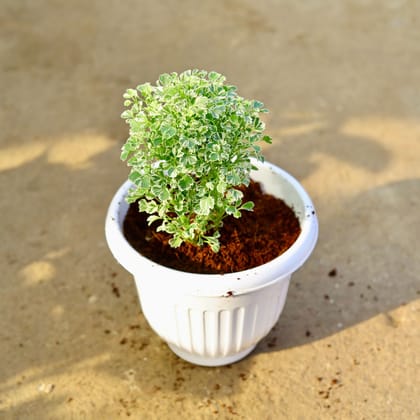 Buy Aralia White in 8 Inch White Olive Plastic Pot Online | Urvann.com