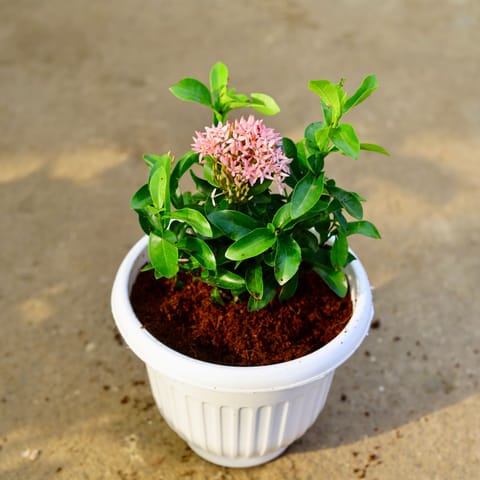 Ixora Miniature Pink in 8 Inch White Olive Plastic Pot